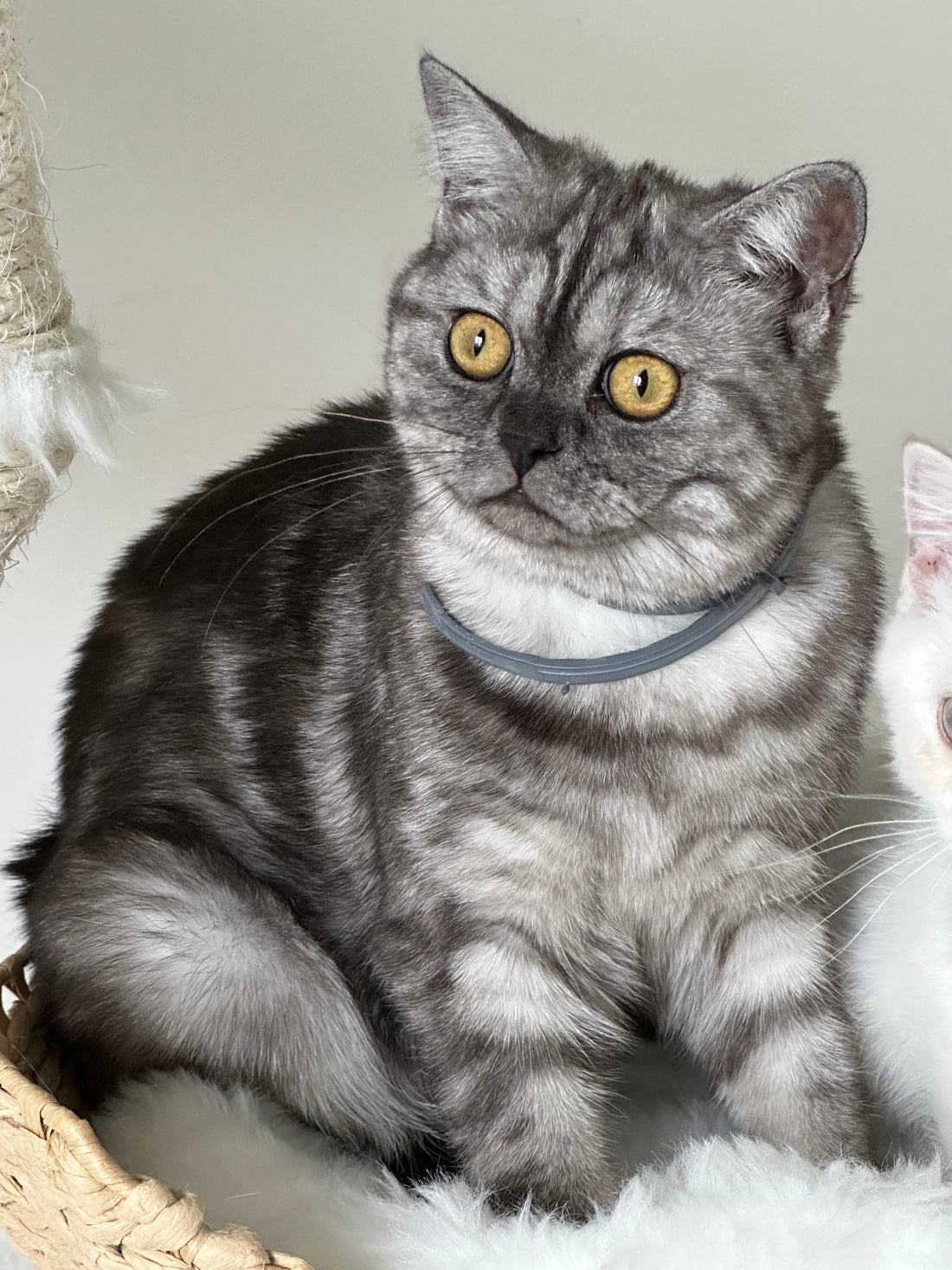 8 Tips for taking the perfect photo of your pet
