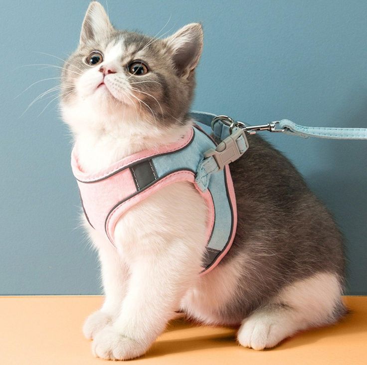 Pet Collars, Harness and Leashes