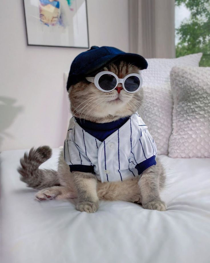 Pet Costumes