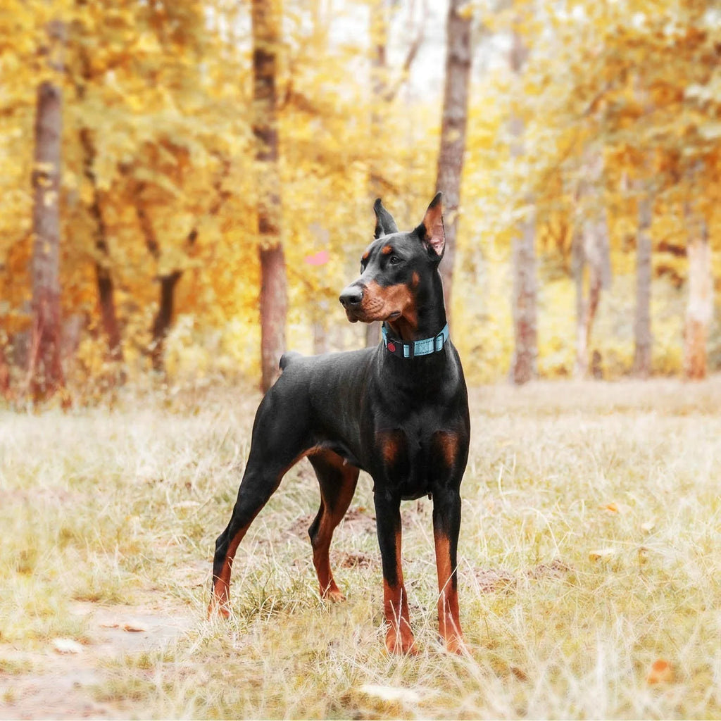 Reflective Dog Collar – Adjustable Soft Neoprene Padded Nylon Pet Collar for All Dog Sizes - Fold Paws