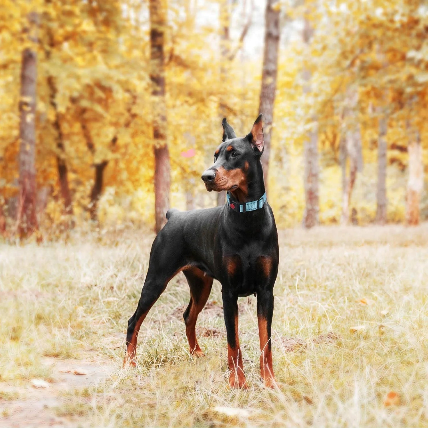 Reflective Dog Collar – Adjustable Soft Neoprene Padded Nylon Pet Collar for All Dog Sizes - Fold Paws